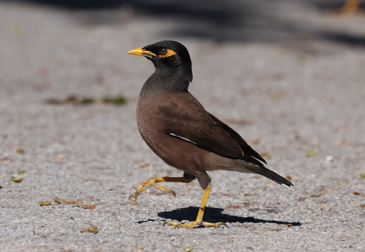 Common Myna - ML614169156