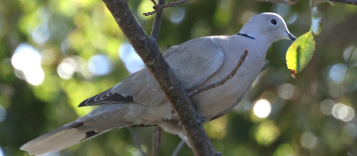 Eurasian Collared-Dove - ML614169175