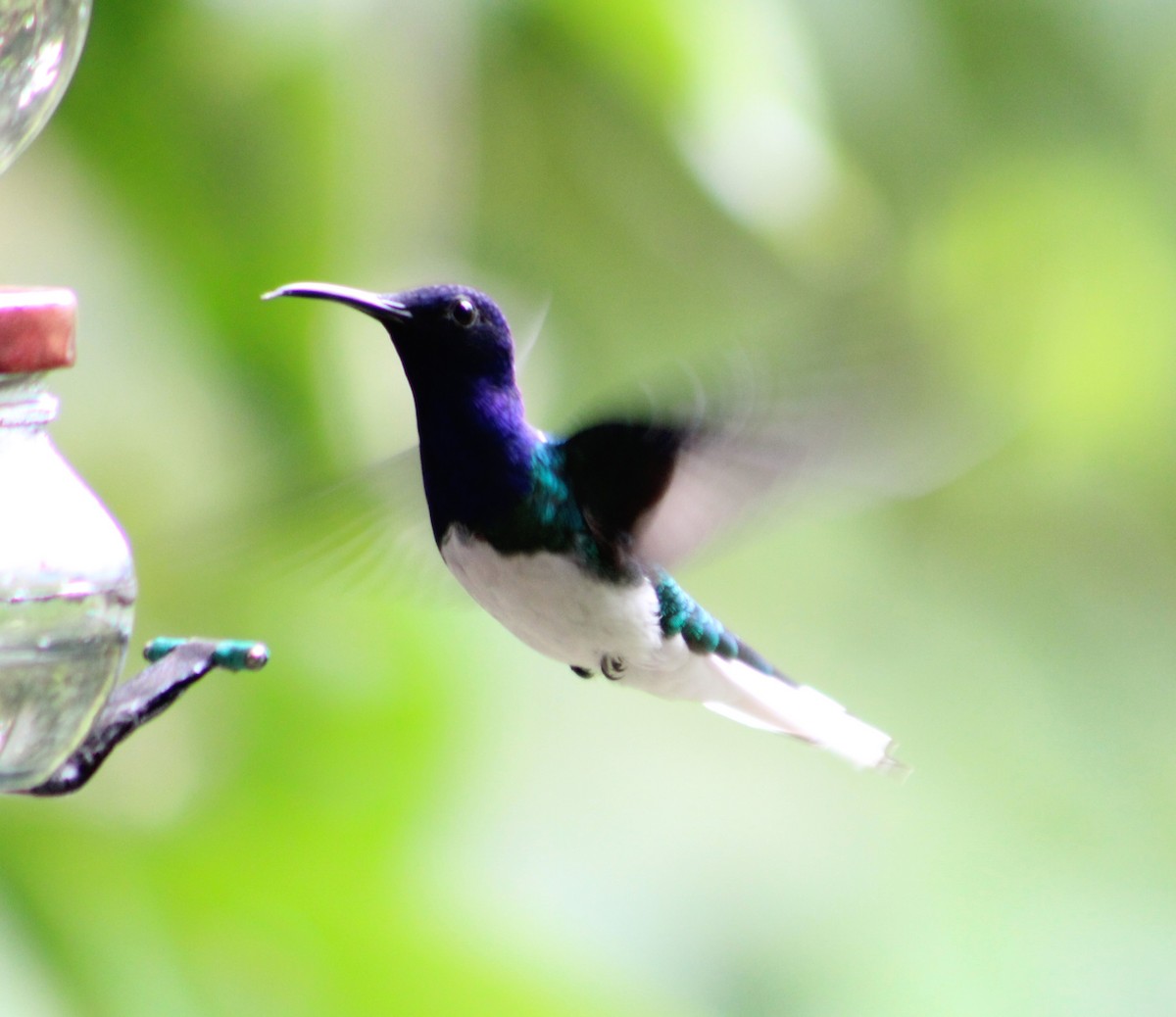 White-necked Jacobin - ML614169278