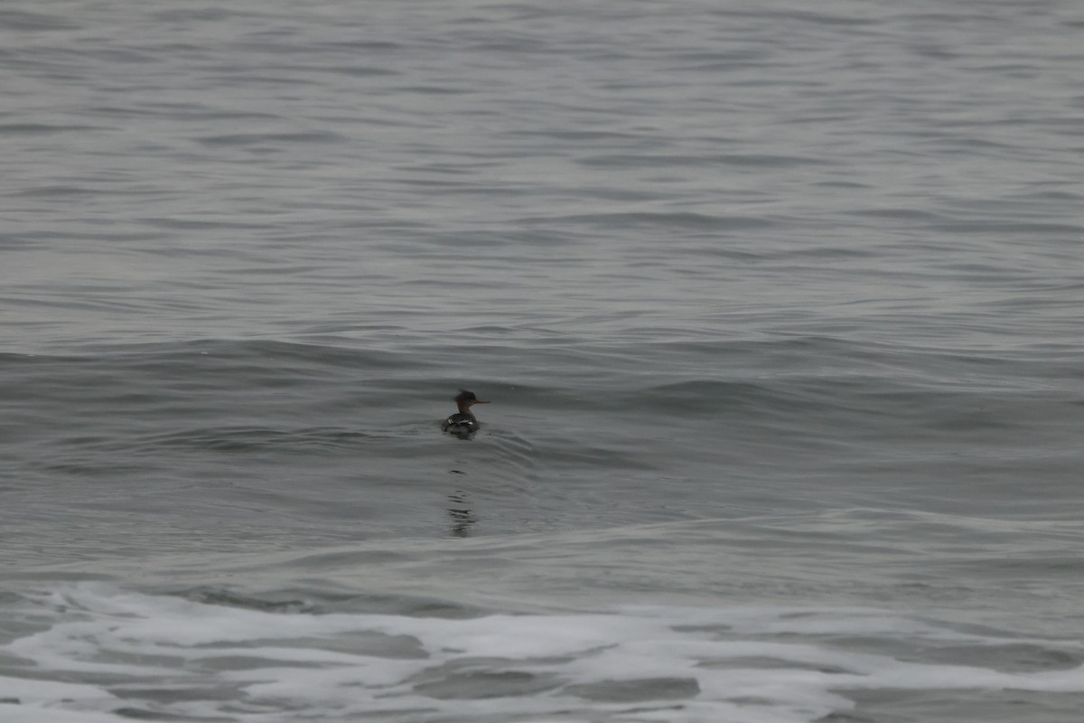 Hooded Merganser - ML614169280