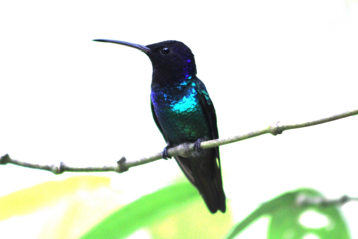 kolibřík fialovočelý - ML614169342