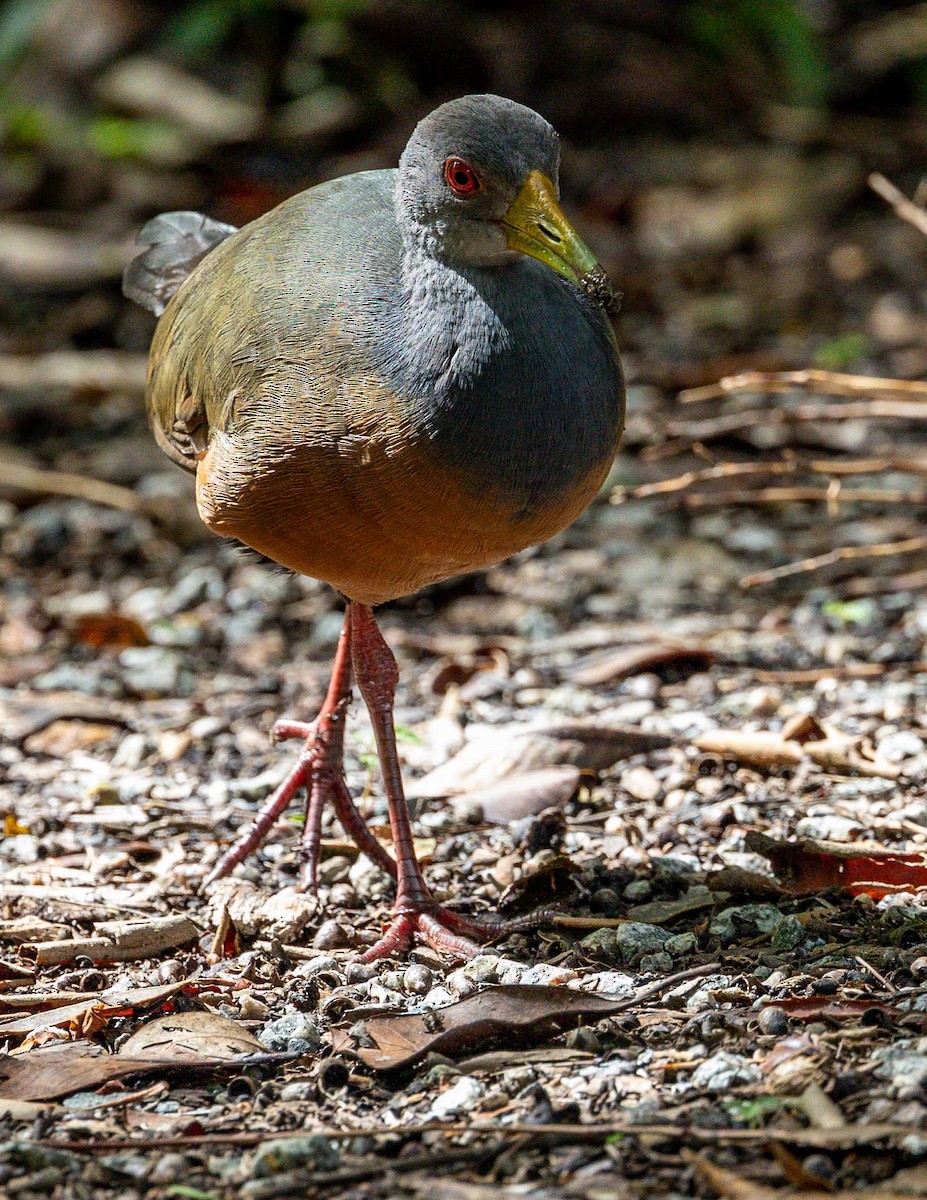 Gray-cowled Wood-Rail - Clarisse Odebrecht