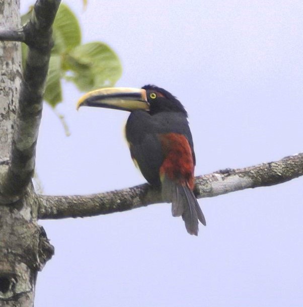 Collared Aracari (Pale-mandibled) - ML614169407