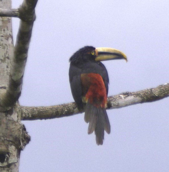 Collared Aracari (Pale-mandibled) - ML614169408