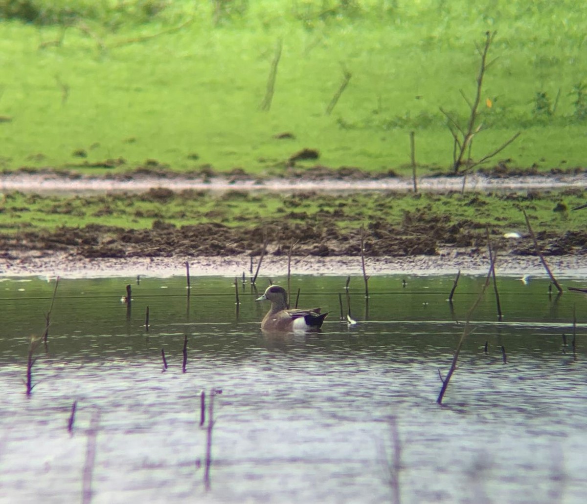 American Wigeon - ML614169461