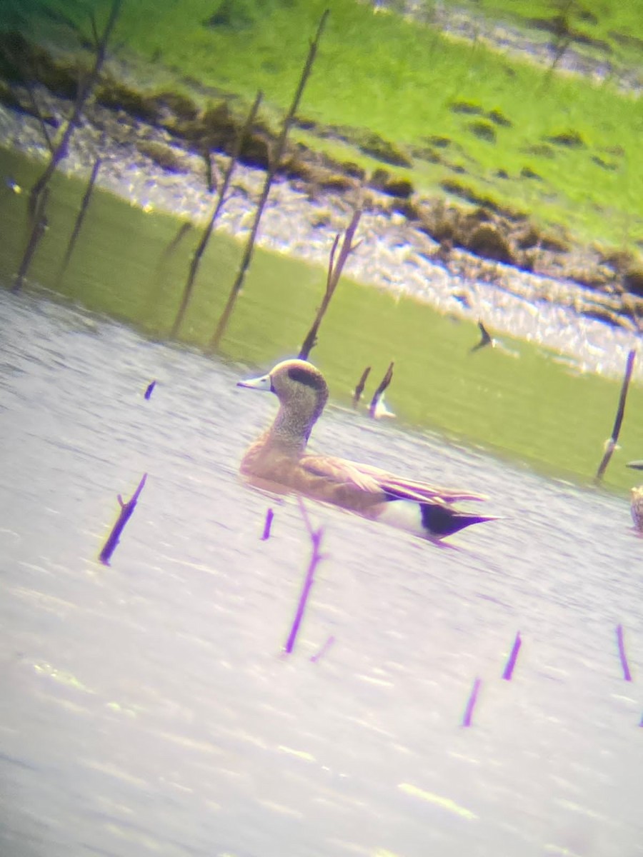 American Wigeon - ML614169462