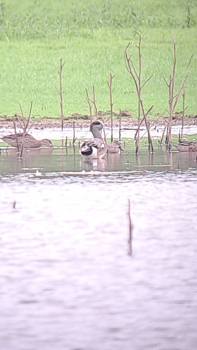 American Wigeon - ML614169463