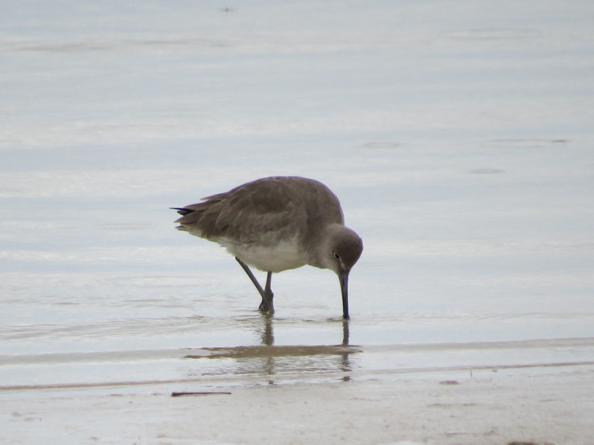 Willet - ML614169566