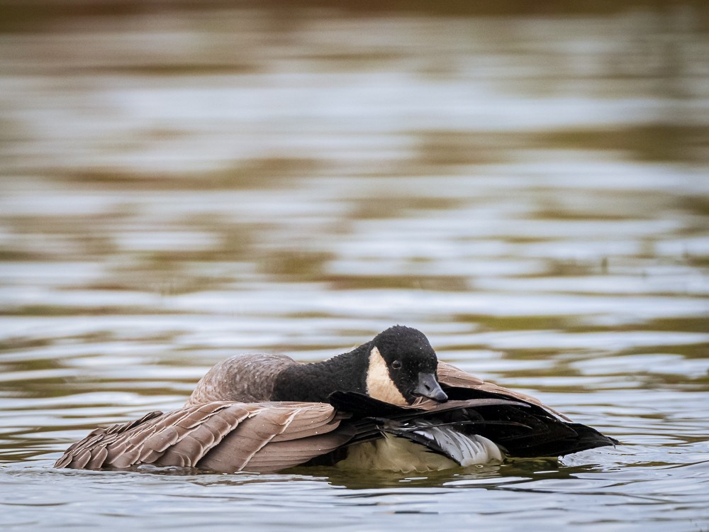 Cackling Goose - Steve Dimock