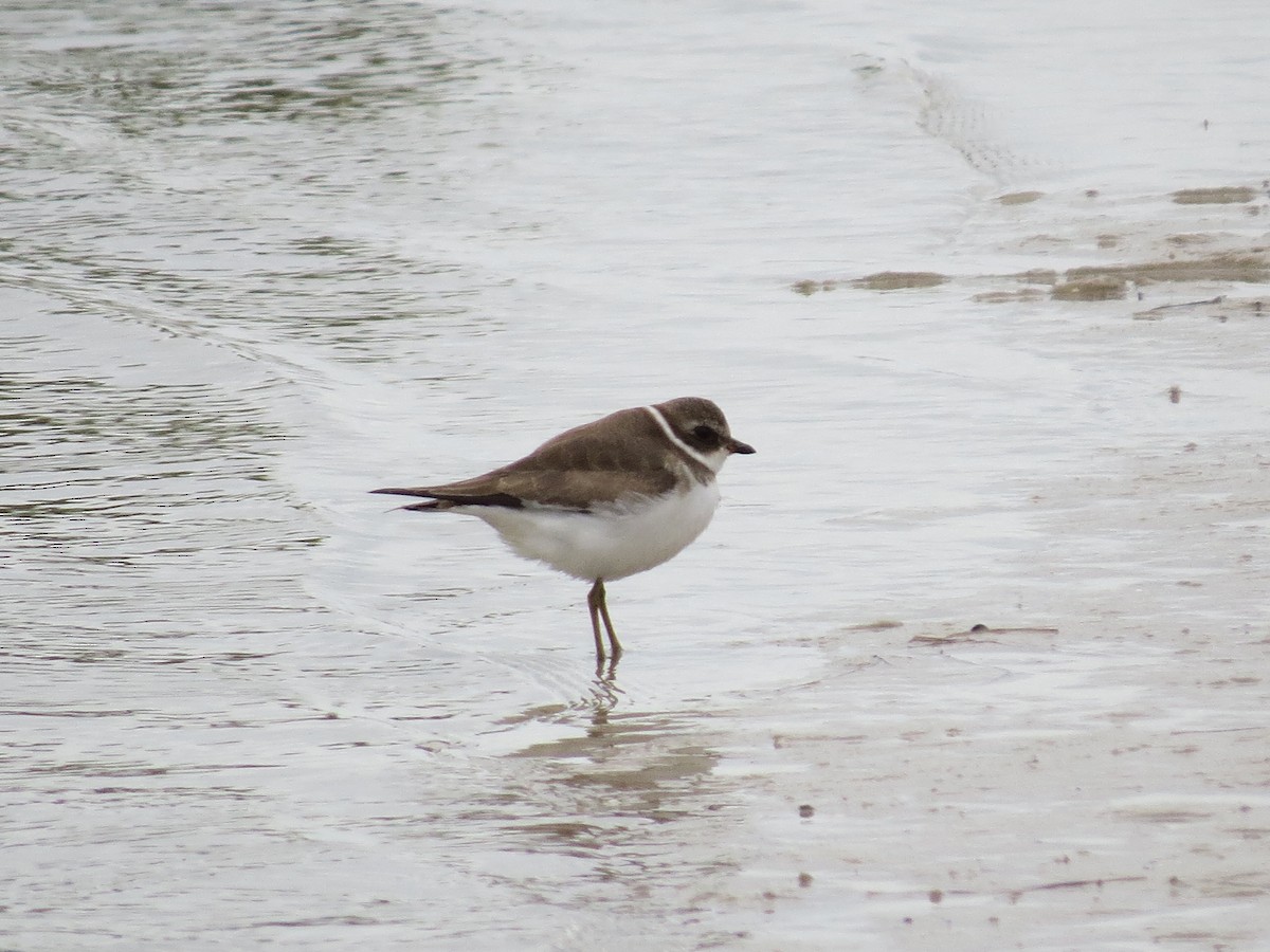 Semipalmated Plover - ML614169583