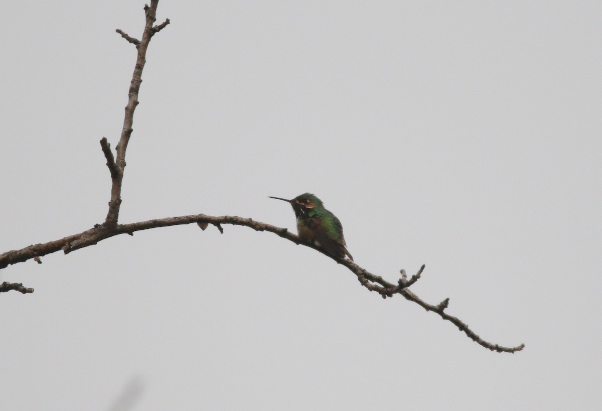 Calliope Hummingbird - ML614169588