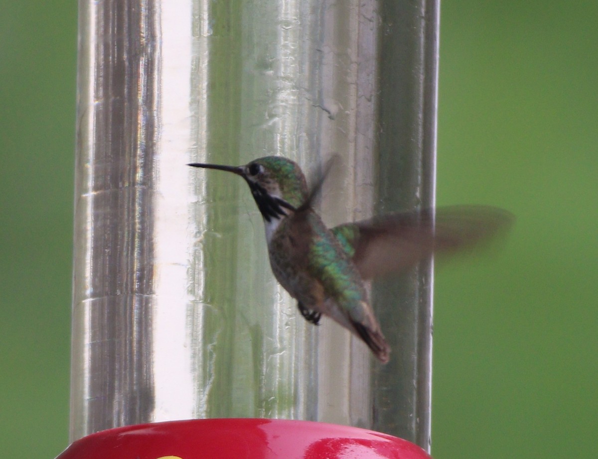 Calliope Hummingbird - ML614169589