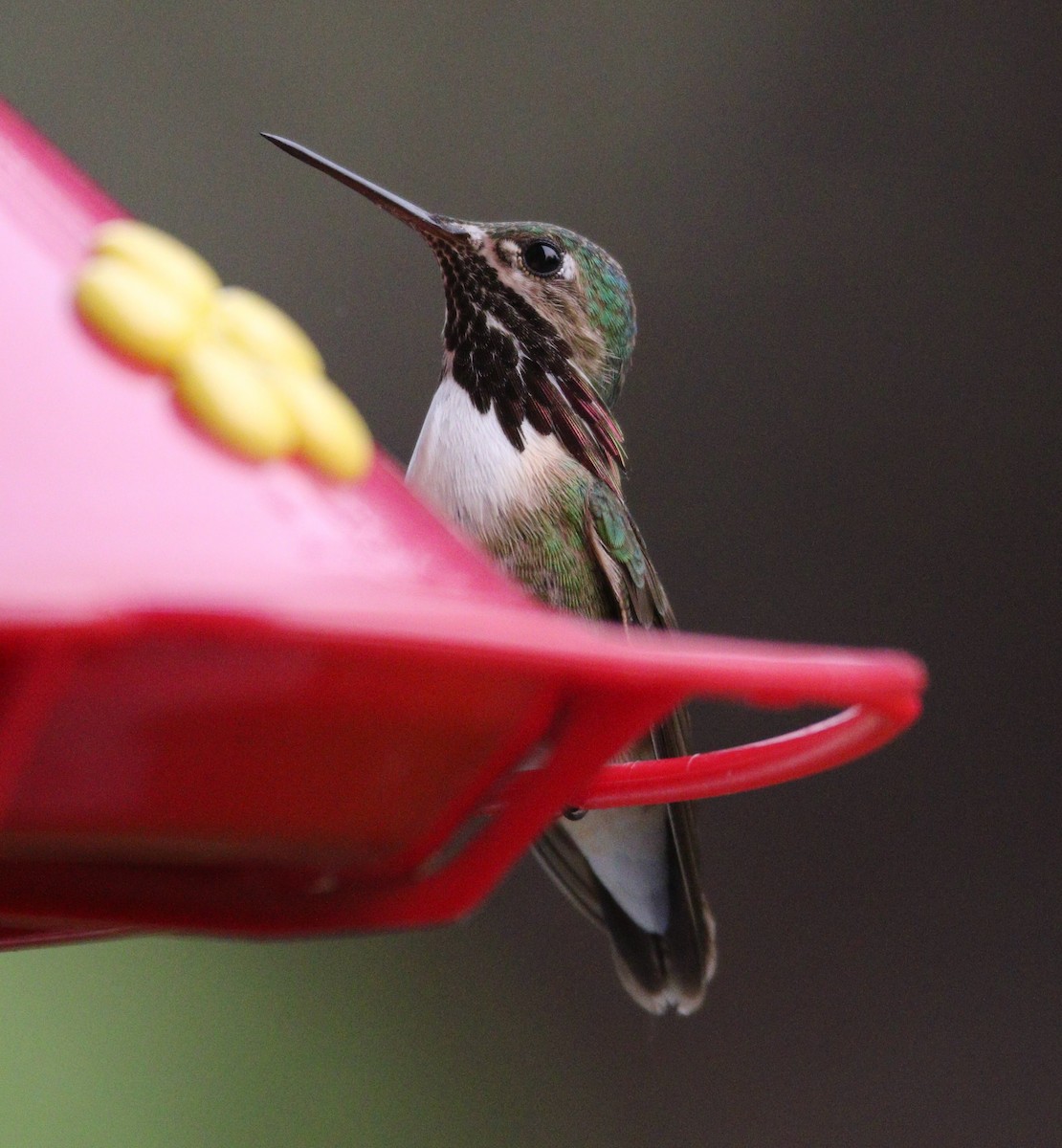 Calliope Hummingbird - Liam Ragan