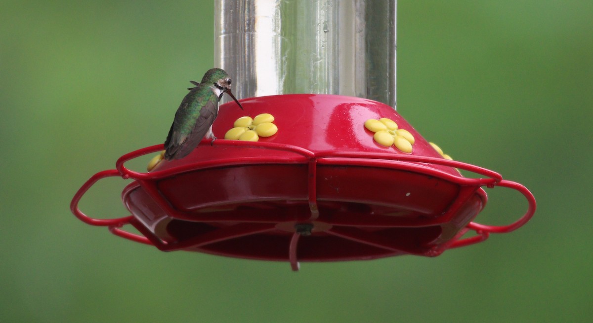 Calliope Hummingbird - ML614169596