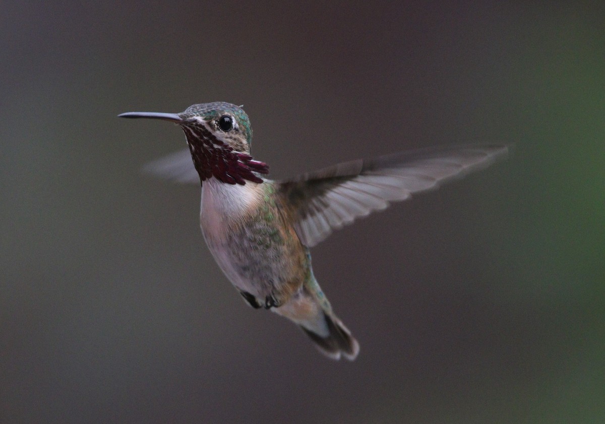 Colibrí Calíope - ML614169598