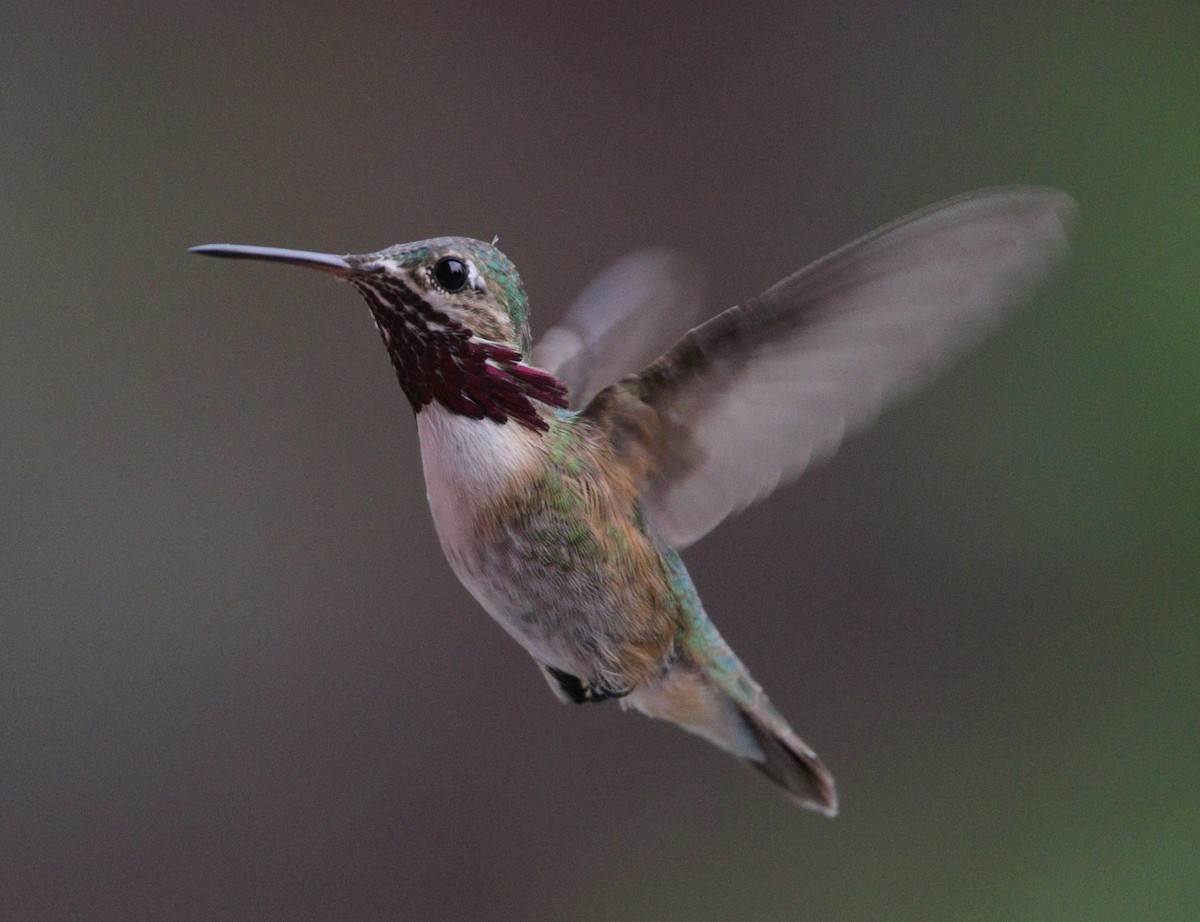 Calliope Hummingbird - Liam Ragan