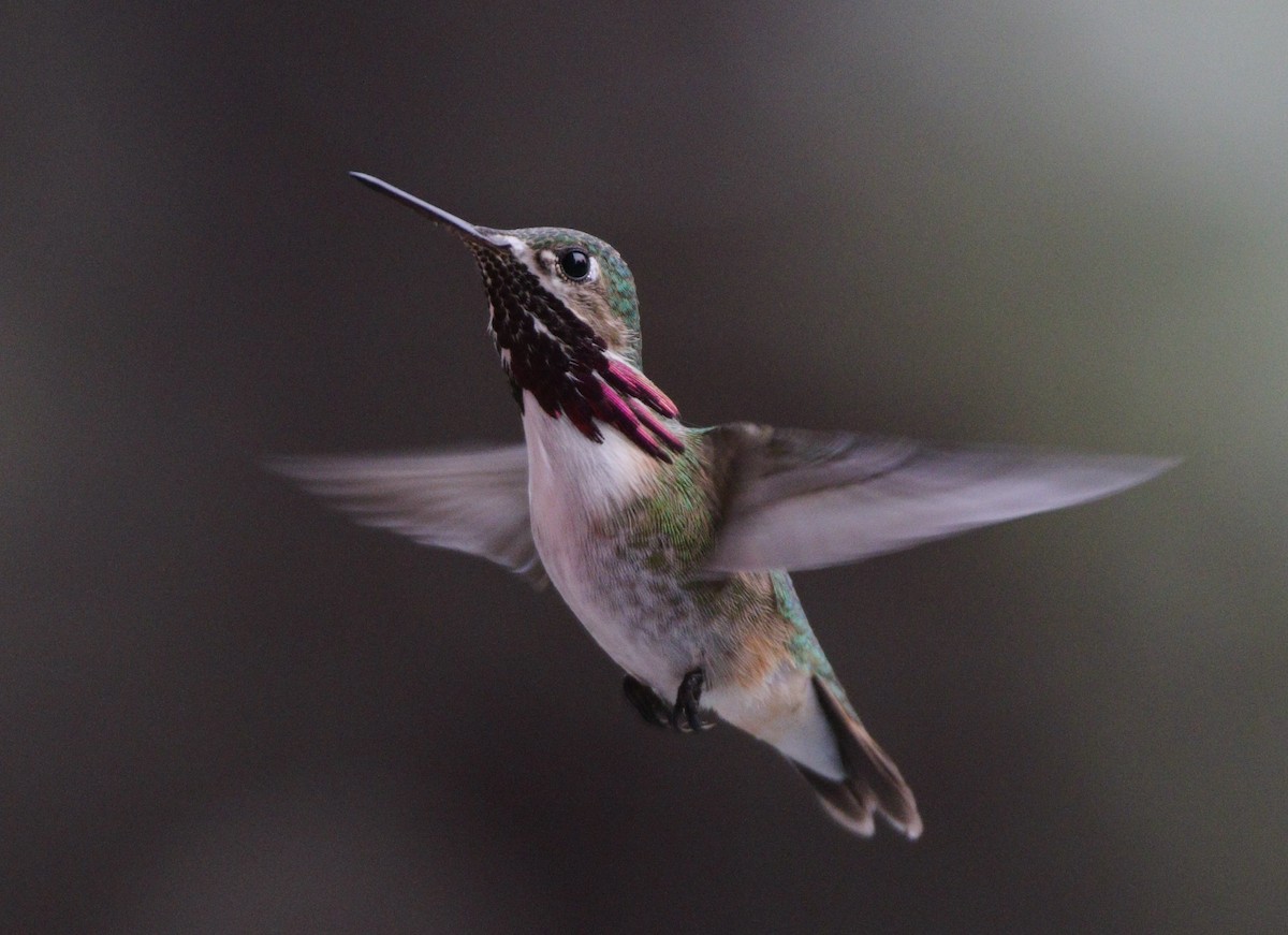 Calliope Hummingbird - Liam Ragan