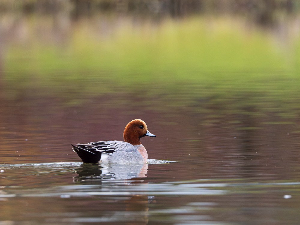 Eurasian Wigeon - Steve Dimock