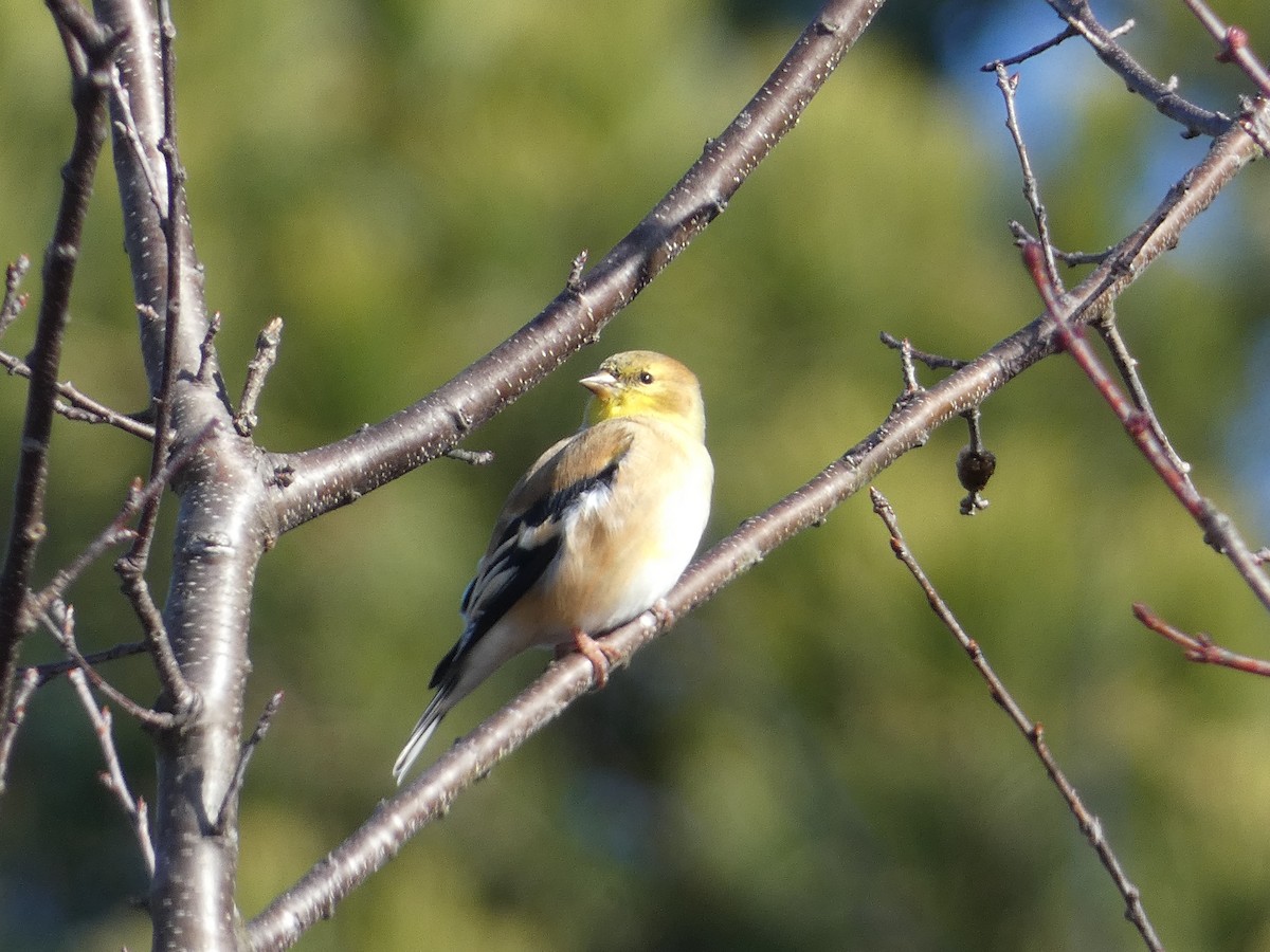 American Goldfinch - ML614169623