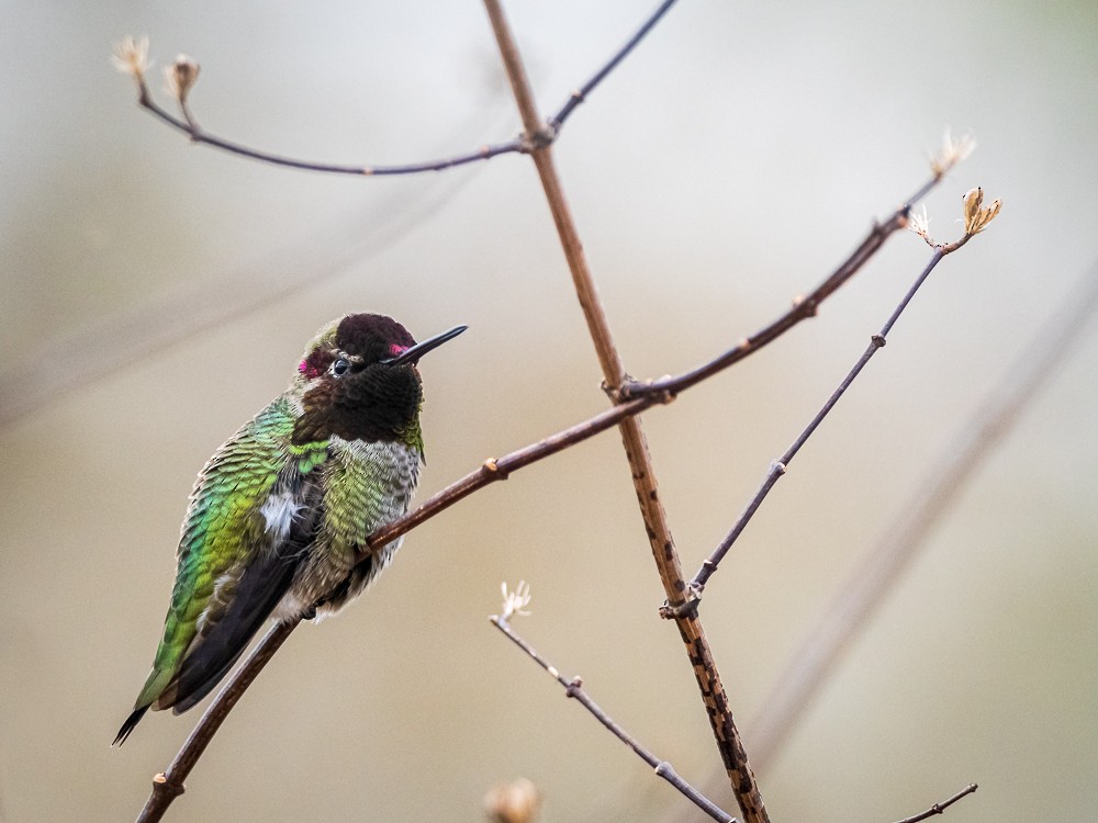 Anna's Hummingbird - Steve Dimock