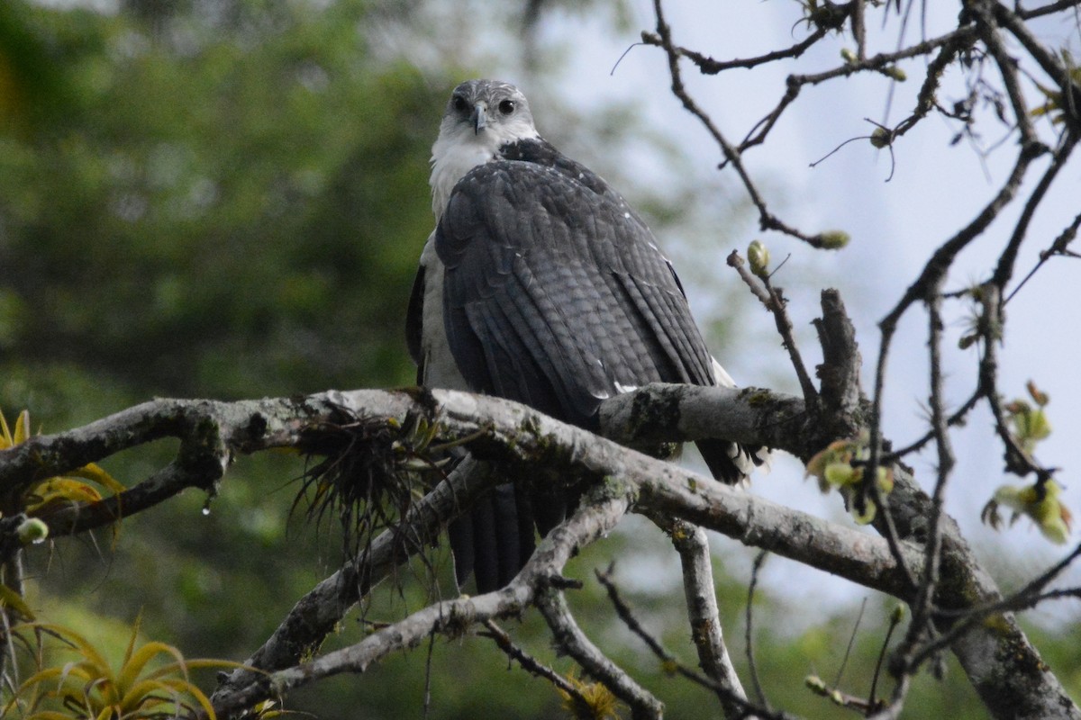 Gray-backed Hawk - Cathy Pasterczyk