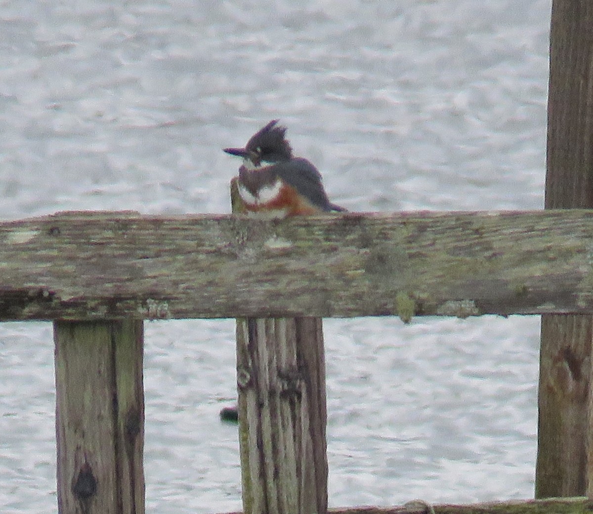 Belted Kingfisher - ML614169760