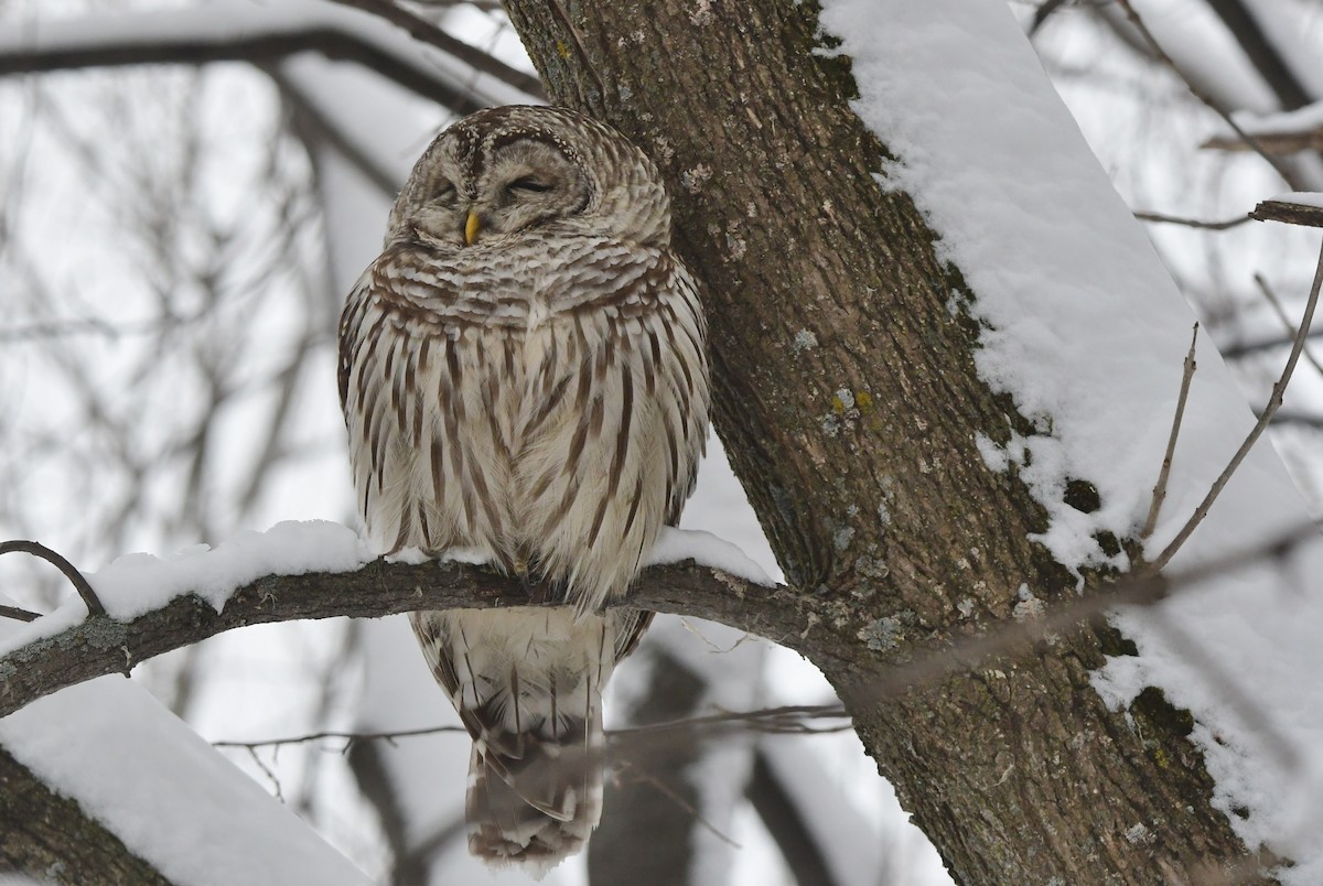 Barred Owl - ML614169767