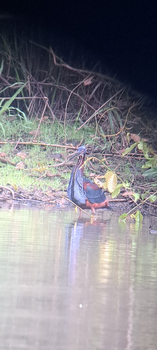 Agami Heron - ML614169768