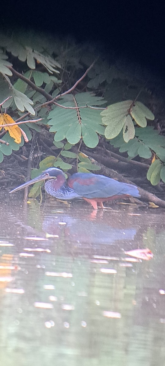 Agami Heron - ML614169769