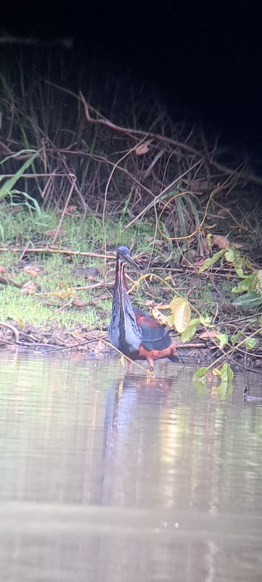 Agami Heron - ML614169770