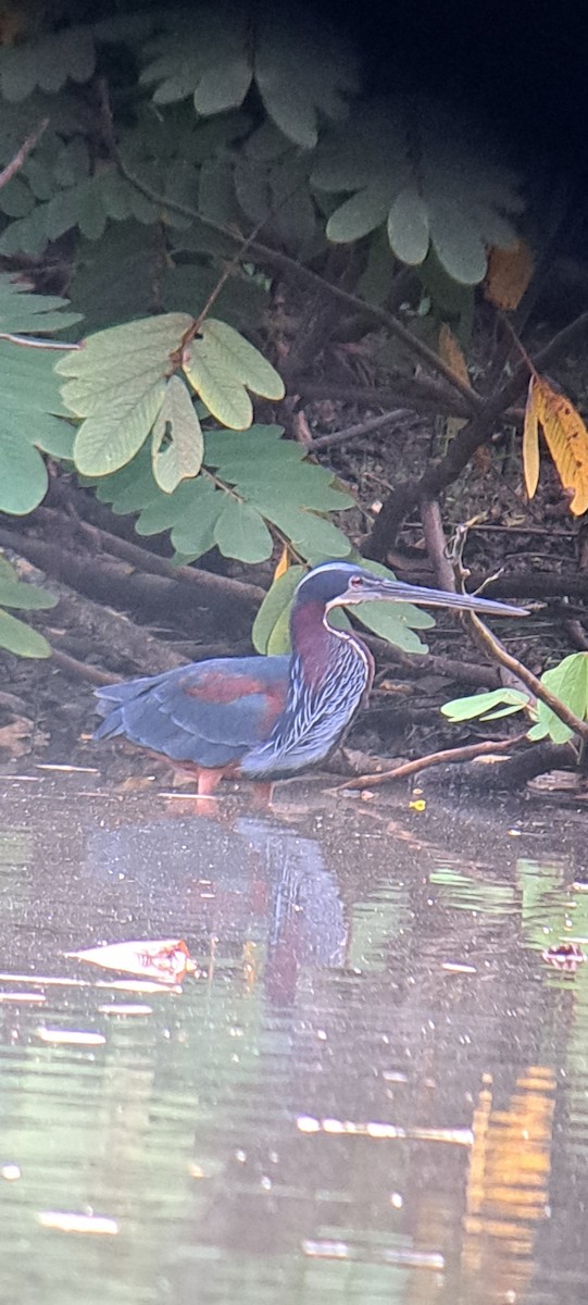 Agami Heron - ML614169771