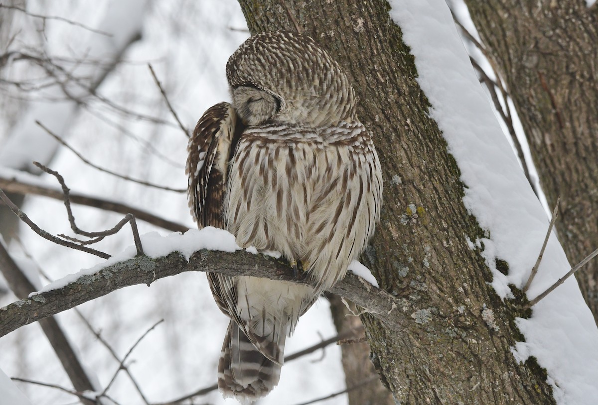 Barred Owl - ML614169776