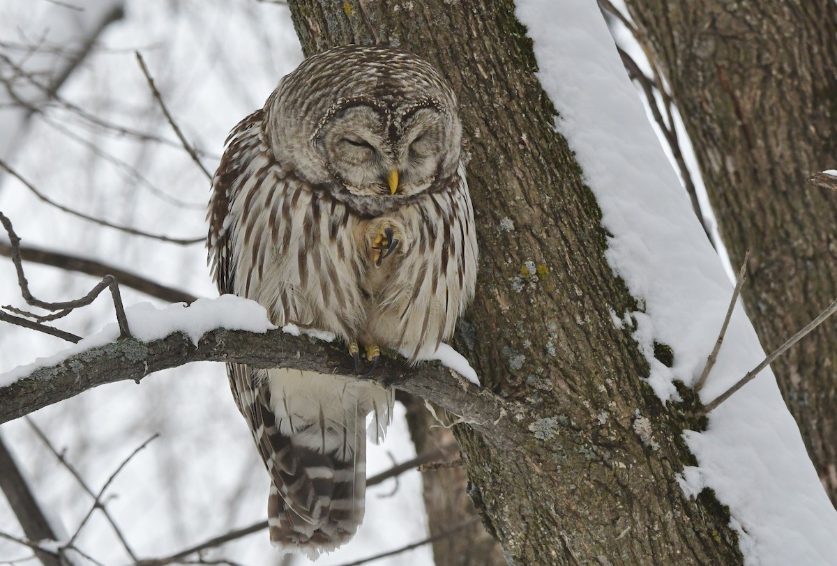 Barred Owl - ML614169784