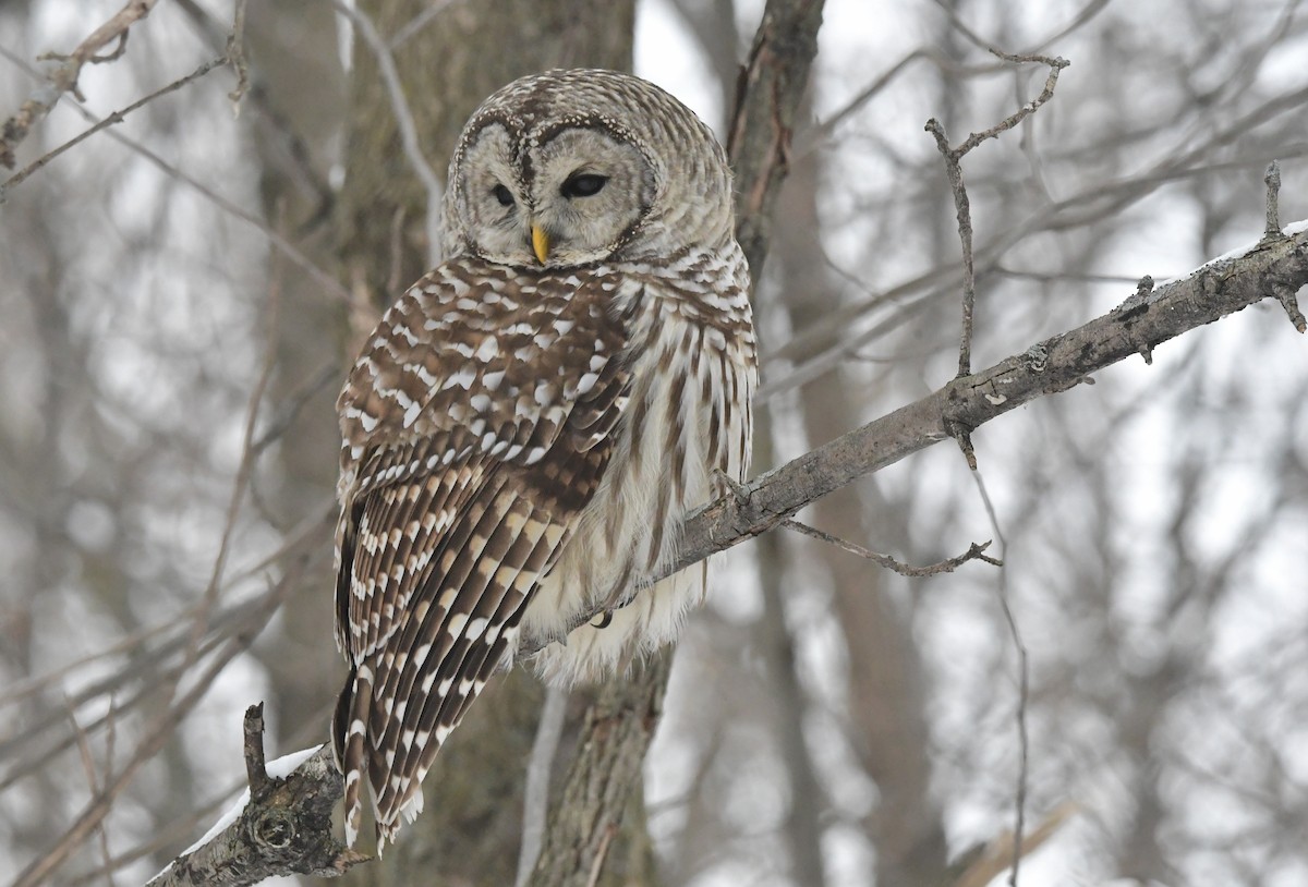 Barred Owl - ML614169788