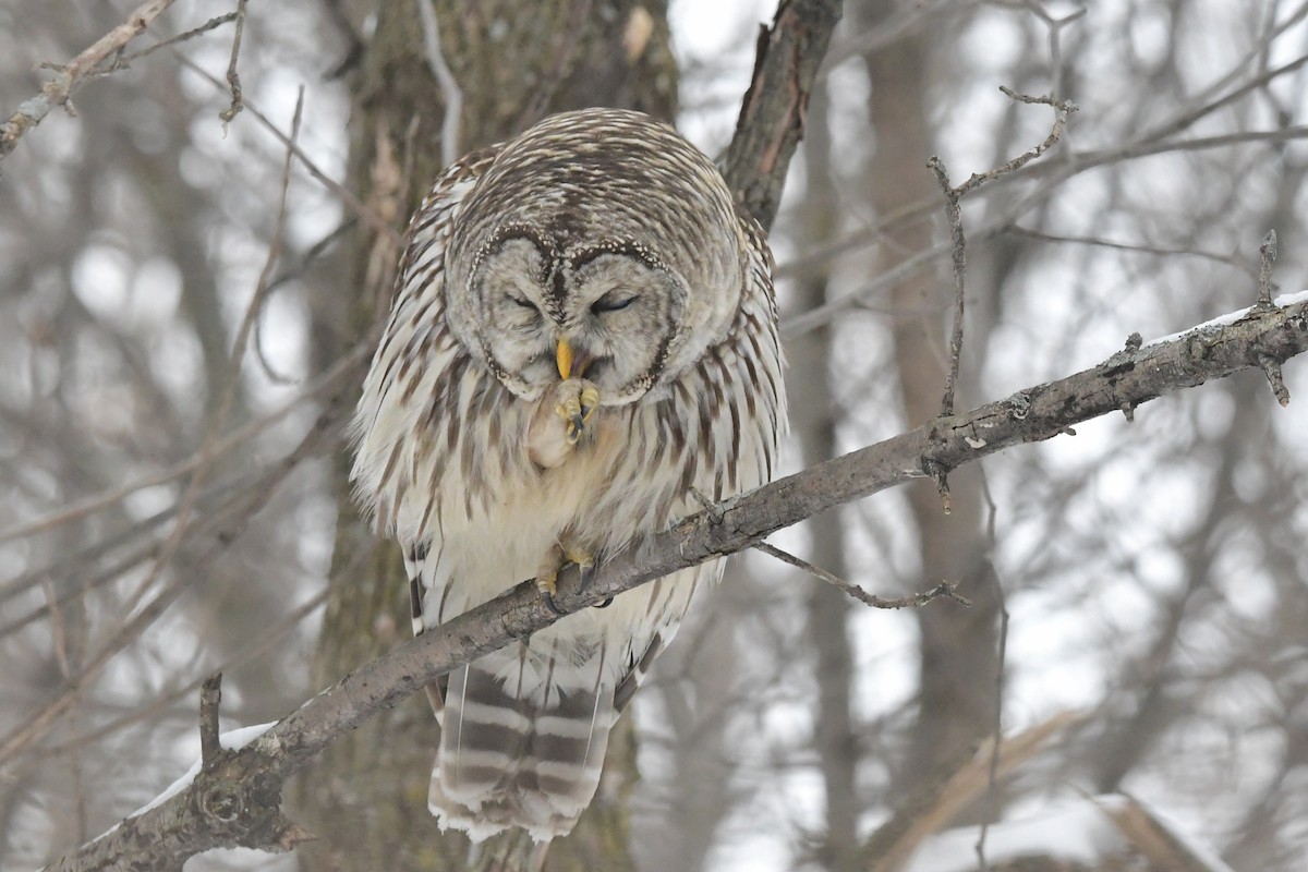 Barred Owl - ML614169800