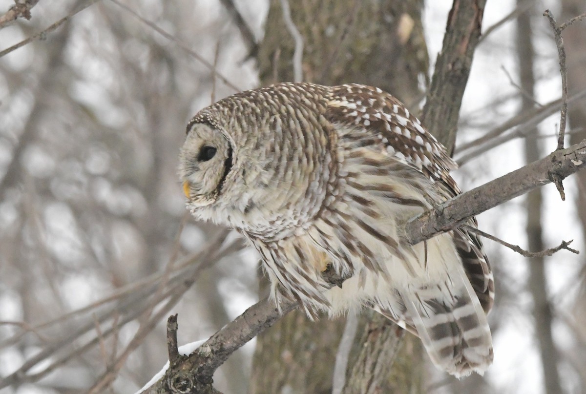 Barred Owl - ML614169808