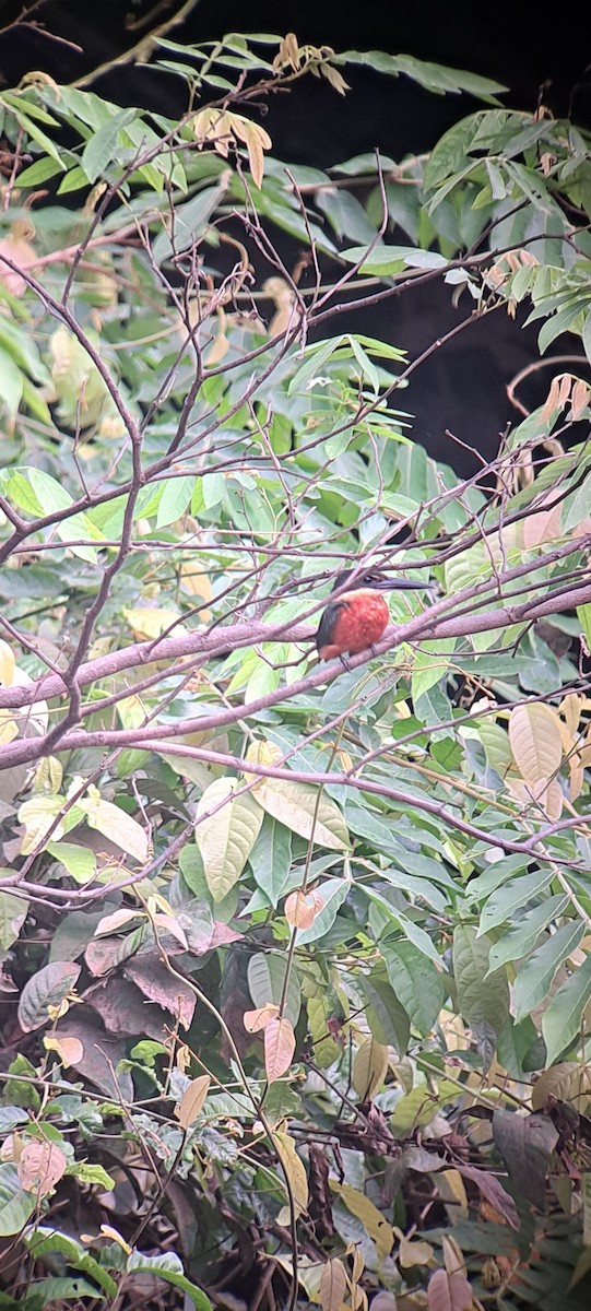Green-and-rufous Kingfisher - ML614169817