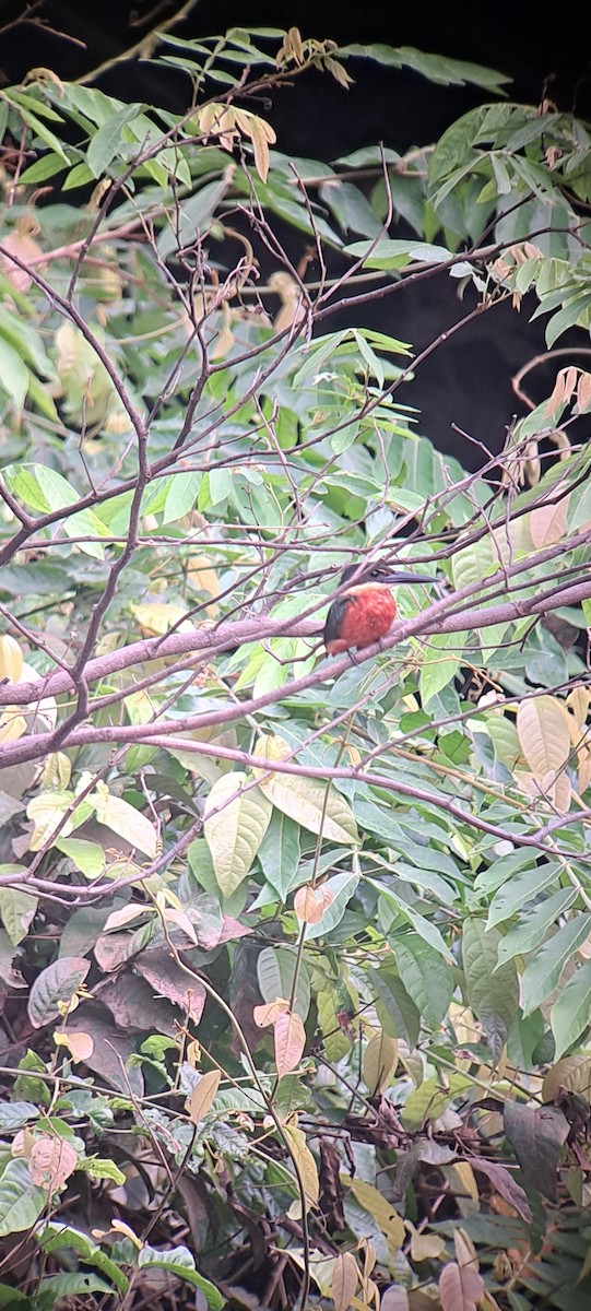 Green-and-rufous Kingfisher - ML614169818