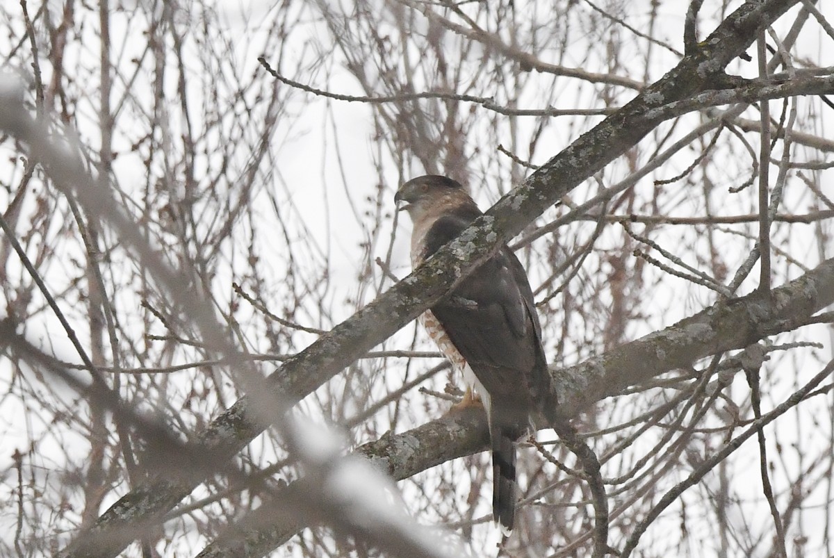 Cooper's Hawk - ML614169825