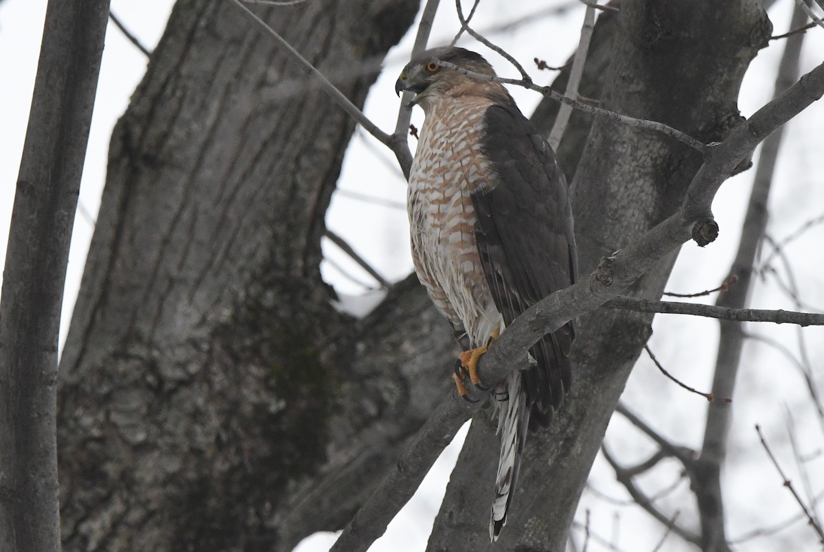 Cooper's Hawk - ML614169833