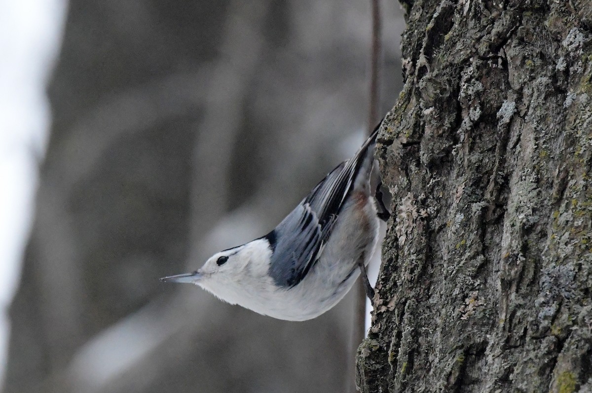 White-breasted Nuthatch - ML614169857