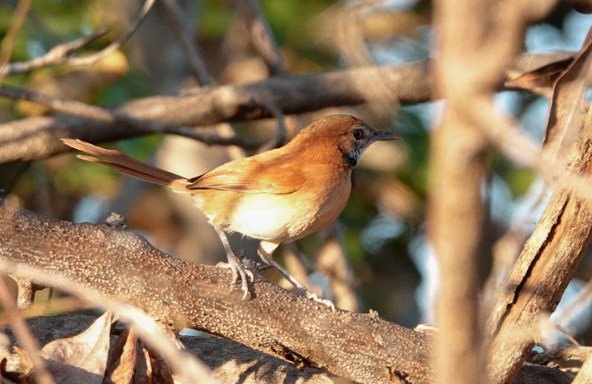 Hoary-throated Spinetail - Paul Prior