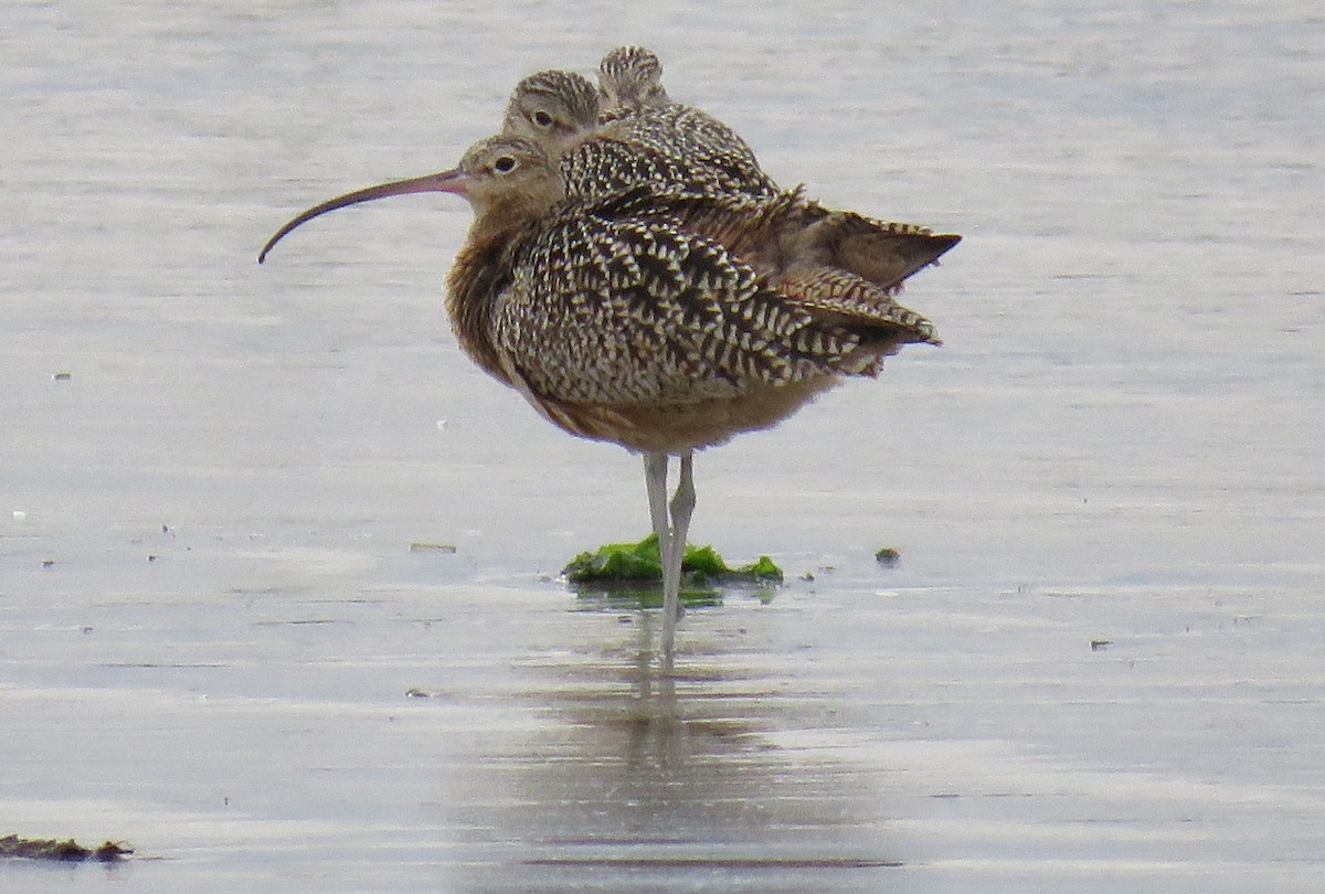 Long-billed Curlew - Pam Otley