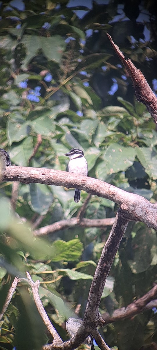 Pied Puffbird - ML614169890