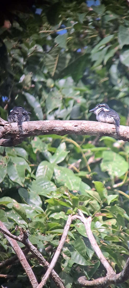 Pied Puffbird - ML614169891