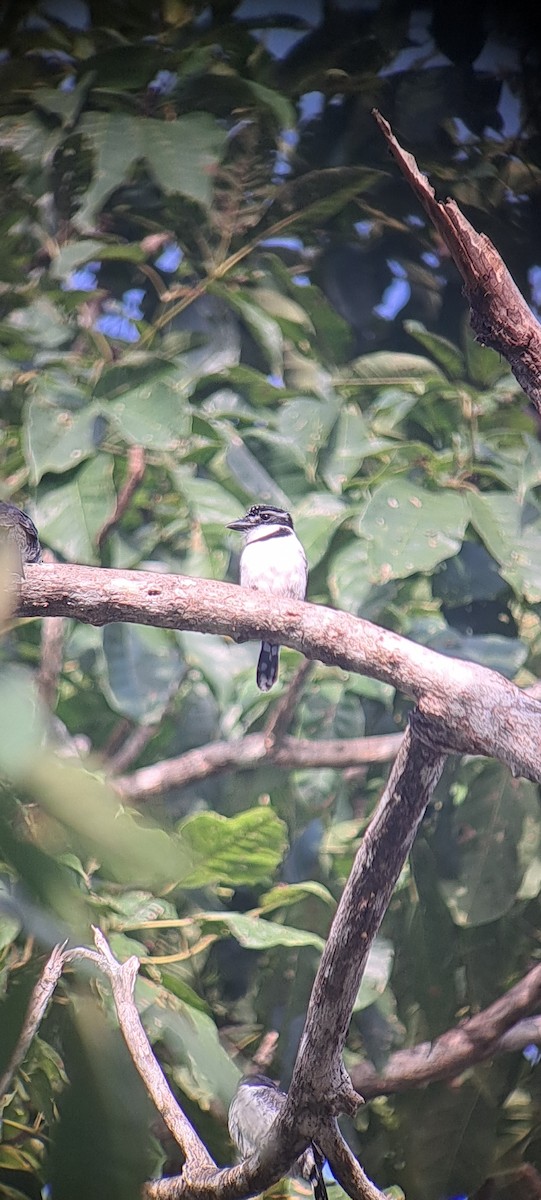 Pied Puffbird - ML614169892