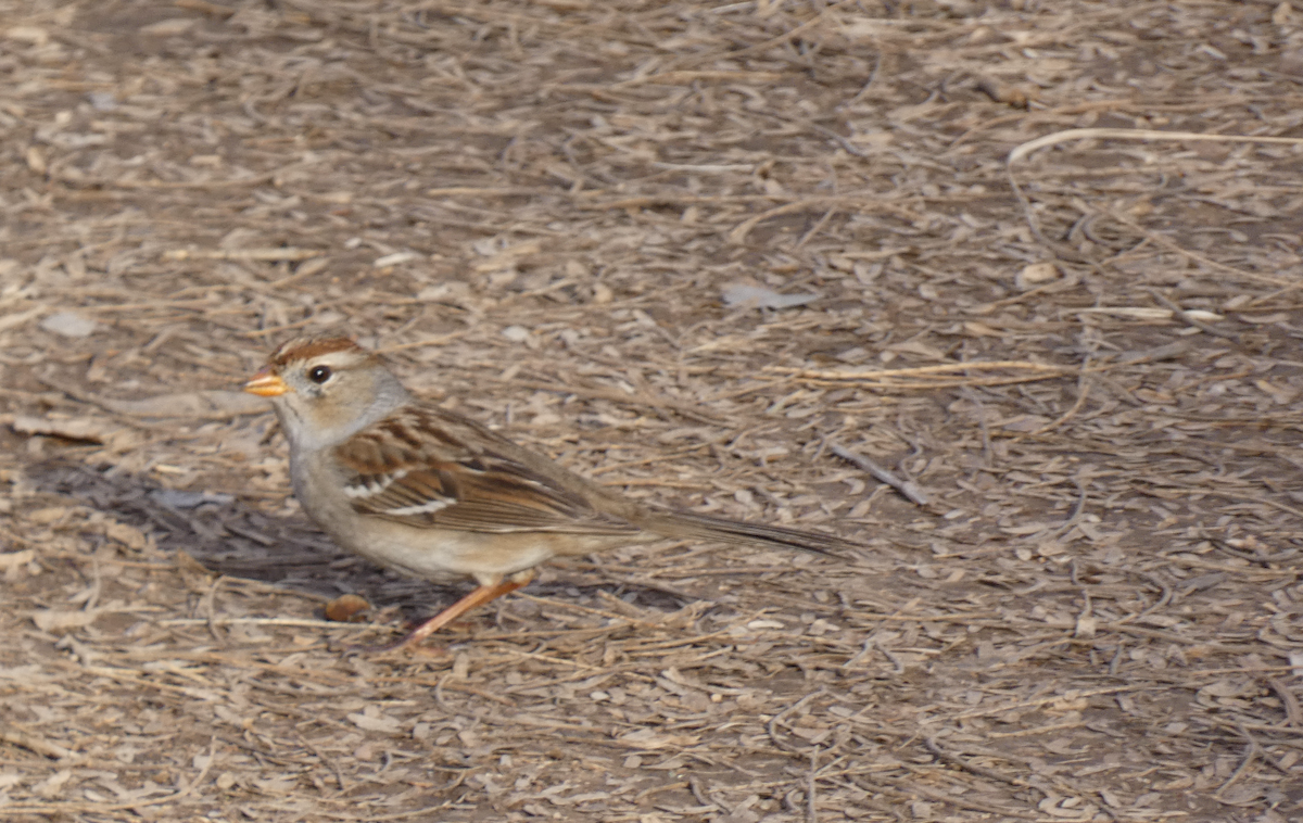 Chipping Sparrow - ML614169922