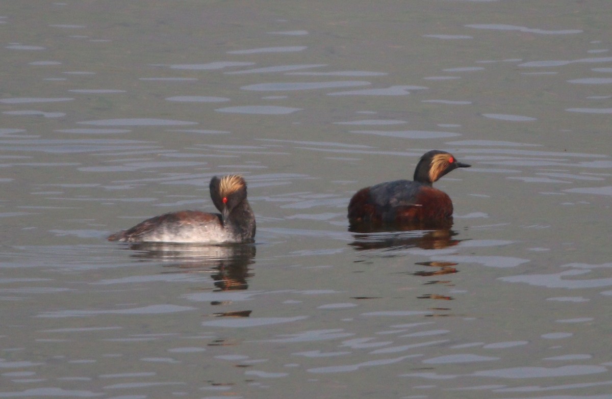 Eared Grebe - Liam Ragan