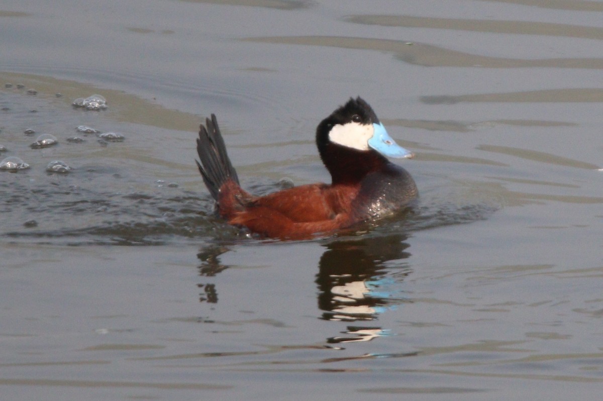 Ruddy Duck - Liam Ragan