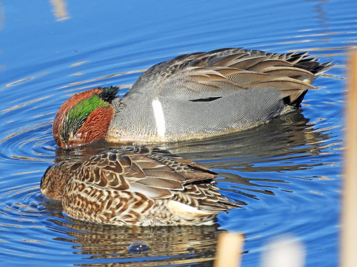 Green-winged Teal - ML614170100